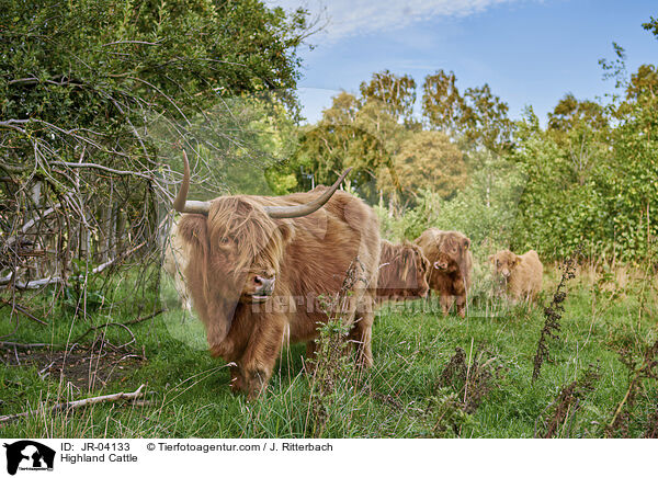 Schottisches Hochlandrind / Highland Cattle / JR-04133