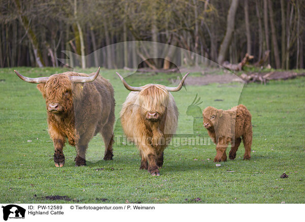 Highland Cattle / PW-12589