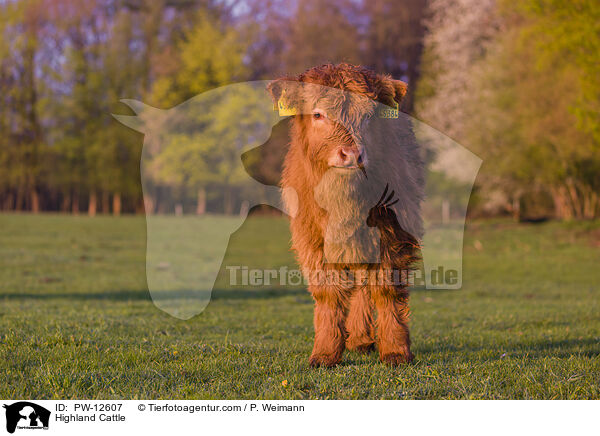 Highland Cattle / PW-12607