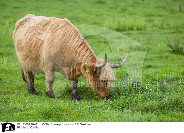 Highland Cattle / PW-12642