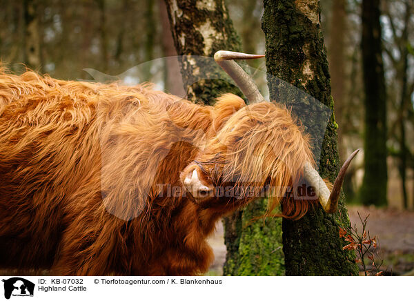 Highland Cattle / KB-07032