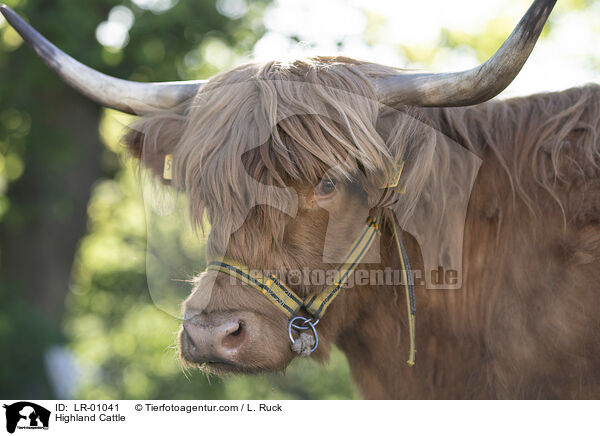 Highland Cattle / LR-01041