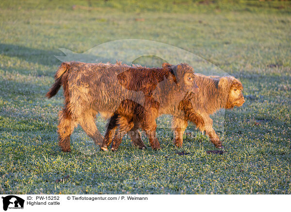 Highland cattle / PW-15252