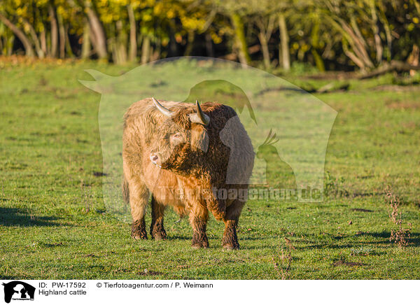 Highland cattle / PW-17592
