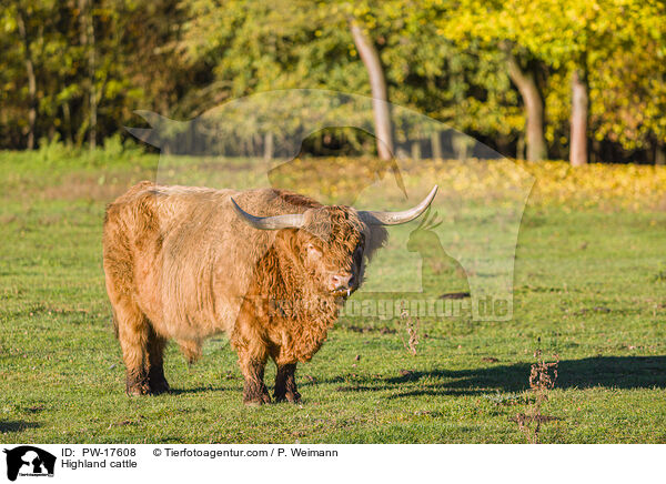 Highland cattle / PW-17608