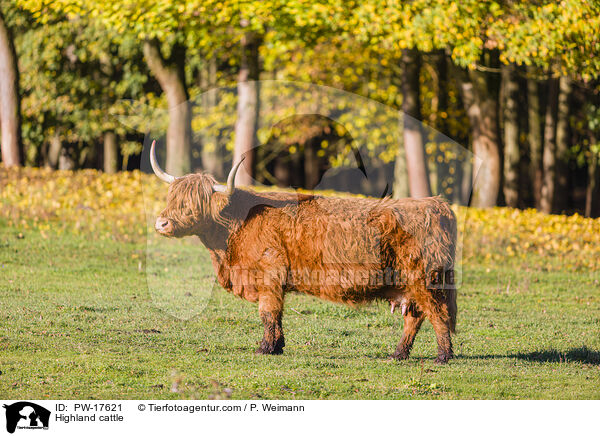 Highland cattle / PW-17621