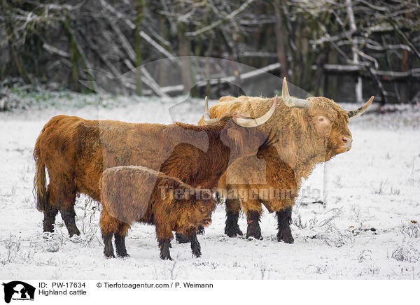 Highland cattle / PW-17634