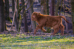 Highland Cattle calf