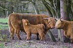 Highland Cattle