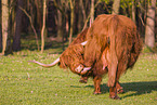 Highland Cattle