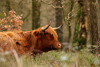 Highland Cattle