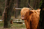 Highland Cattle