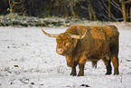 Highland cattle