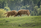 Highland cattle