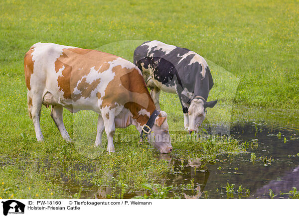 Holstein Friesian / Holstein-Friesian Cattle / PW-18160