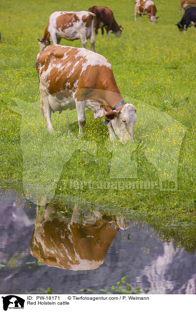 Holstein-Rinder / Red Holstein cattle / PW-18171