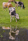 Holstein-Friesian Cattle