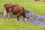 Red Holstein cattle