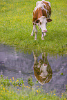 Red Holstein cattle