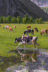 Holstein-Friesian Cattle