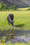 Holstein-Friesian Cattle