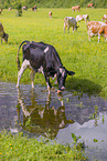 Holstein-Friesian Cattle