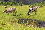 Holstein-Friesian Cattle