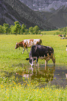 Holstein-Friesian Cattle