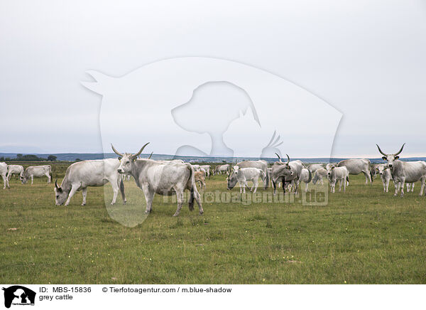 Ungarische Steppenrinder / grey cattle / MBS-15836