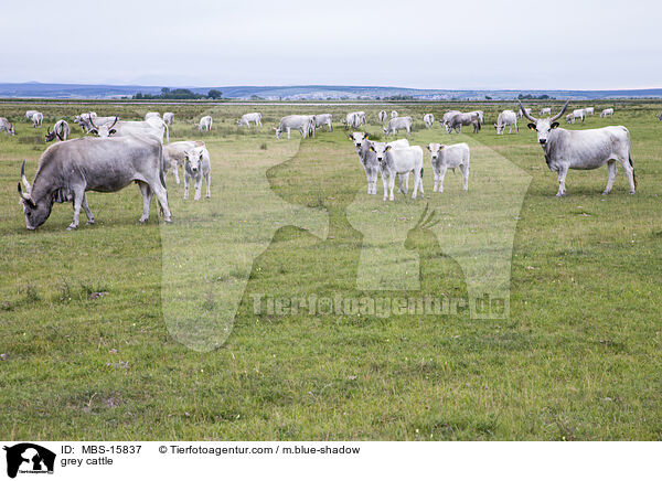 Ungarische Steppenrinder / grey cattle / MBS-15837