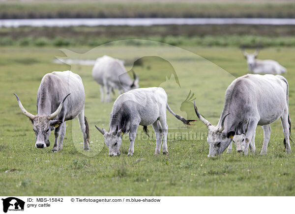 Ungarische Steppenrinder / grey cattle / MBS-15842
