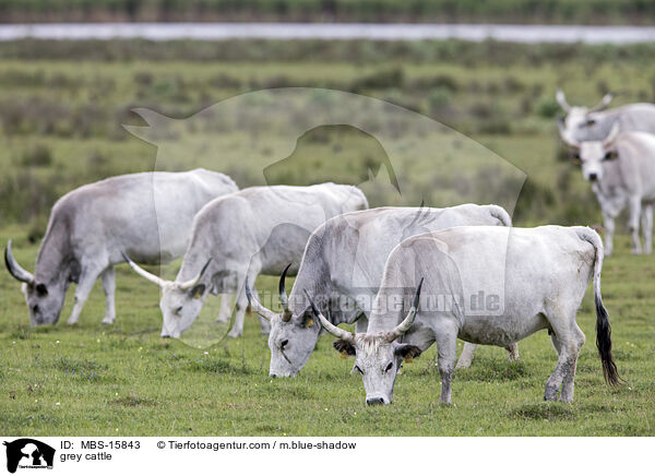 Ungarische Steppenrinder / grey cattle / MBS-15843
