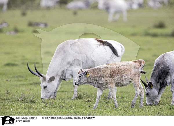 Ungarische Steppenrinder / grey cattle / MBS-15844