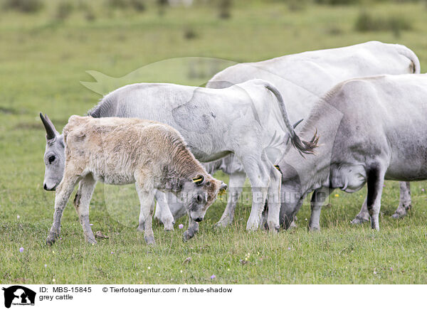 Ungarische Steppenrinder / grey cattle / MBS-15845