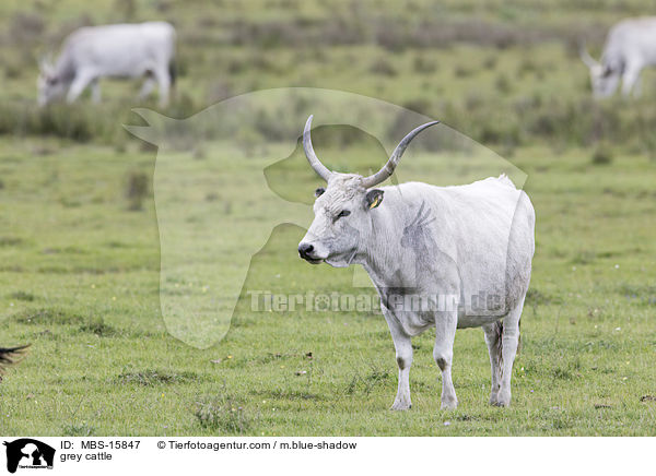 grey cattle / MBS-15847