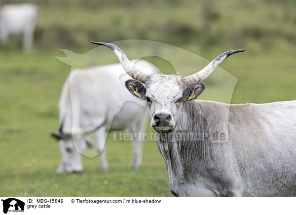 grey cattle / MBS-15849