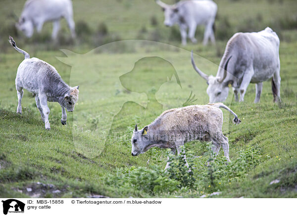 Ungarische Steppenrinder / grey cattle / MBS-15858