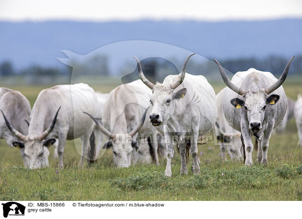 Ungarische Steppenrinder / grey cattle / MBS-15866