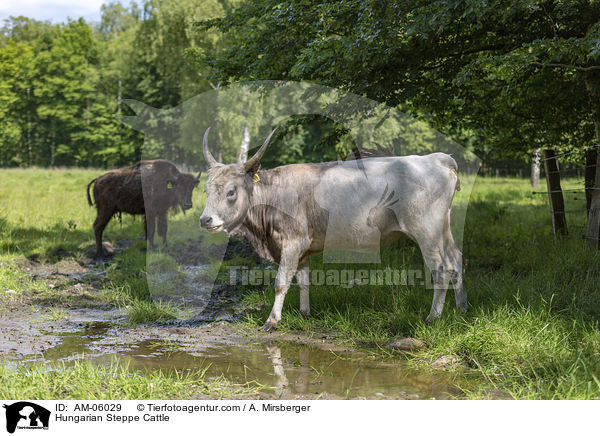 Hungarian Steppe Cattle / AM-06029