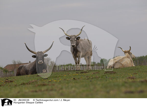 Hungarian Steppe Cattles / JM-06036