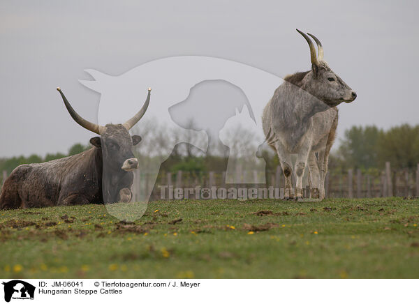 Hungarian Steppe Cattles / JM-06041