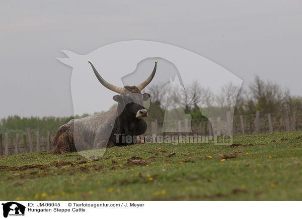 Ungarisches Steppenrind / Hungarian Steppe Cattle / JM-06045