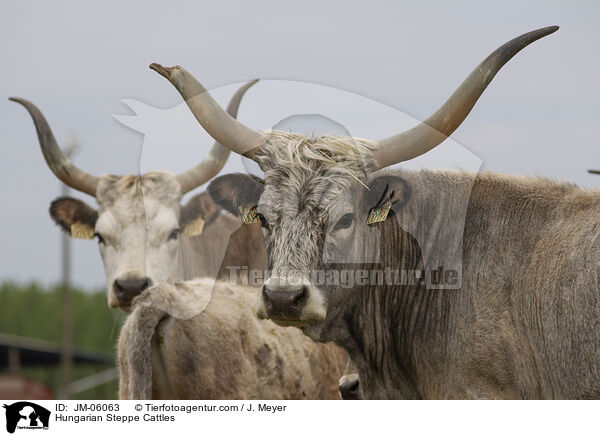 Ungarische Steppenrinder / Hungarian Steppe Cattles / JM-06063