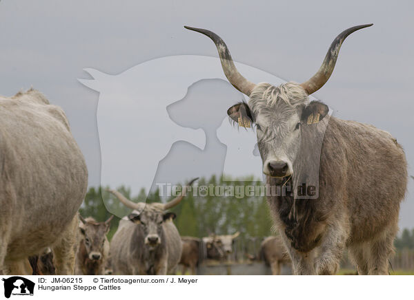 Ungarische Steppenrinder / Hungarian Steppe Cattles / JM-06215