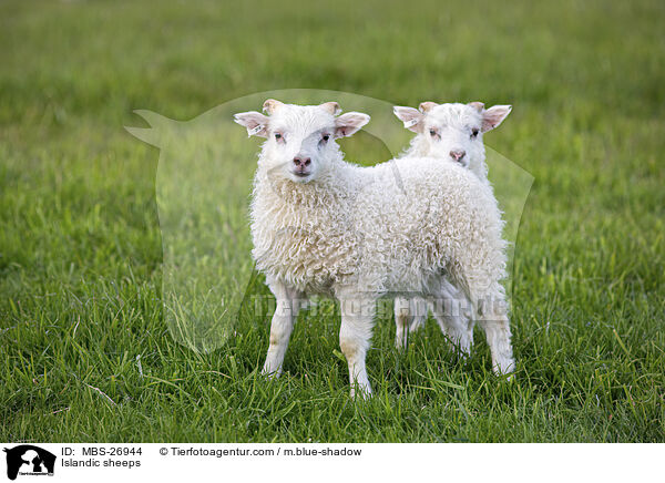 Islandic sheeps / MBS-26944