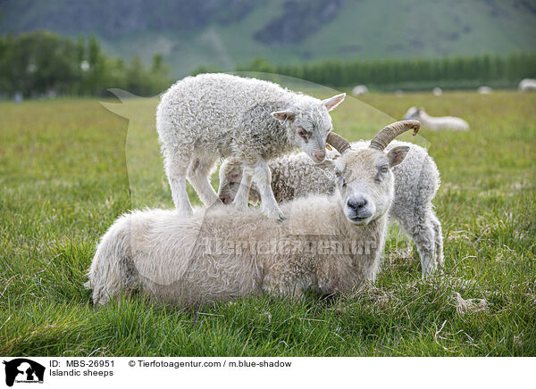 Islandic sheeps / MBS-26951