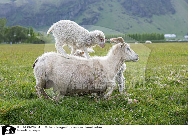 Islandic sheeps / MBS-26954