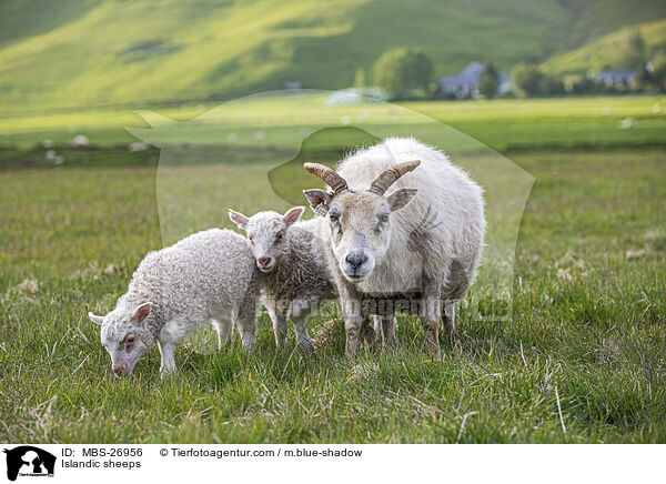 Islandic sheeps / MBS-26956