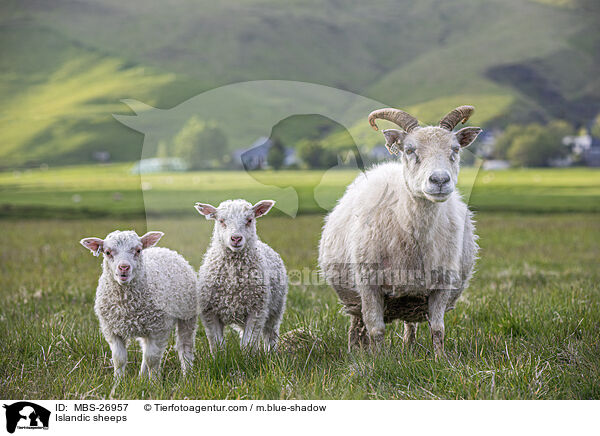 Islandic sheeps / MBS-26957
