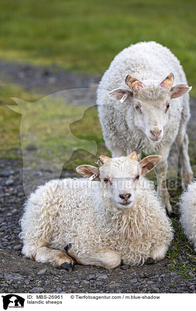 Islandic sheeps / MBS-26961